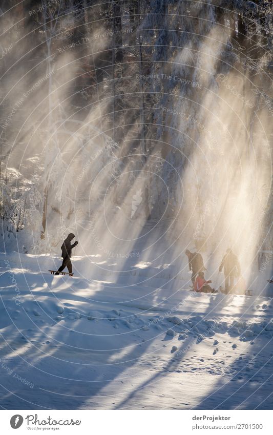 Tobogganing at Wurmberg in the Harz Mountains Vacation & Travel Tourism Trip Adventure Freedom Winter vacation Hiking Environment Nature Landscape Plant