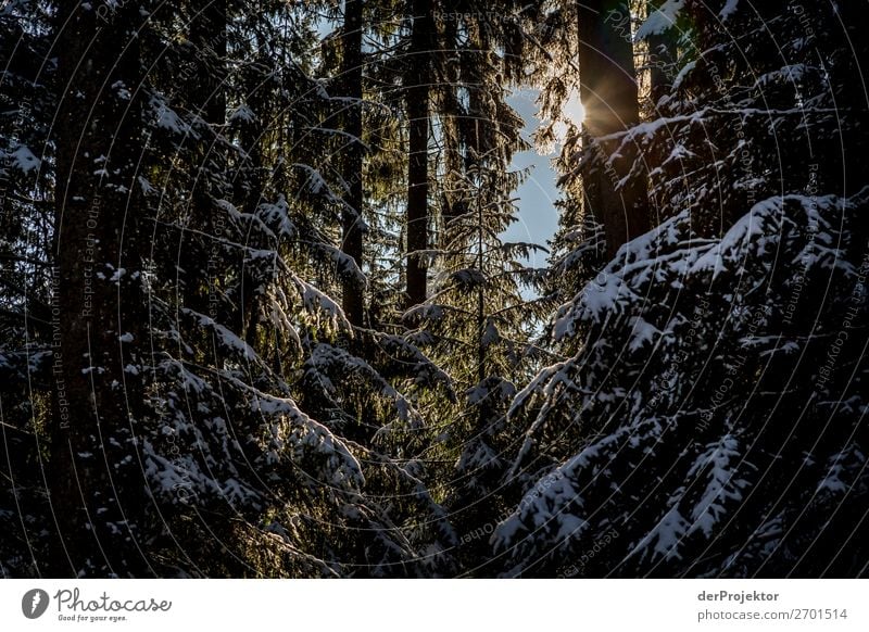 Tentative sunbeams in the winterly coniferous forest Vacation & Travel Tourism Trip Adventure Far-off places Freedom Winter vacation Mountain Hiking Environment