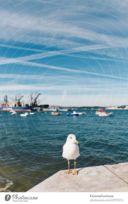 Seagull in front of port in Trafaria Animal Vacation & Travel Harbour Travel photography Vacation photo Vacation mood Vapor trail Beautiful weather Fishing boat