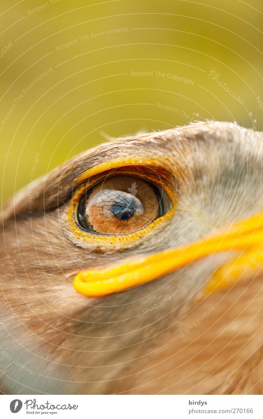 eagle Bird Eagle steppe eagle 1 Animal Observe Looking Esthetic Exceptional Sadness Longing Freedom Eagles eyes Forward Captured Facial expression Fate