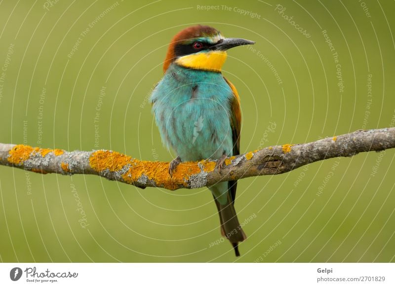 Small bird with a nice plumage Exotic Beautiful Freedom Nature Animal Bird Bee Glittering Feeding Wild Blue Yellow Green Red White Colour wildlife bee-eater