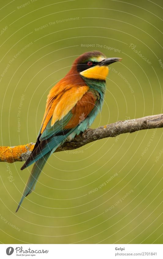 Small bird with a nice plumage Exotic Beautiful Freedom Nature Animal Bird Bee Glittering Feeding Bright Wild Blue Yellow Green Red White Colour wildlife