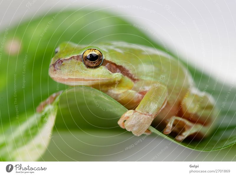 Green frog with bulging eyes golden Environment Nature Plant Animal Tree Leaf Pet Sit Small Funny Wet Slimy White Power Colour amphibian wildlife Toad
