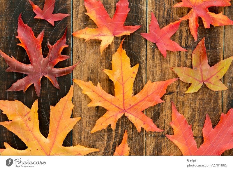 Colors from the autumn Environment Nature Plant Autumn Climate Tree Leaf Forest Wood Bright Natural Brown Yellow Gold Red Colour fall Seasons orange maple Veins