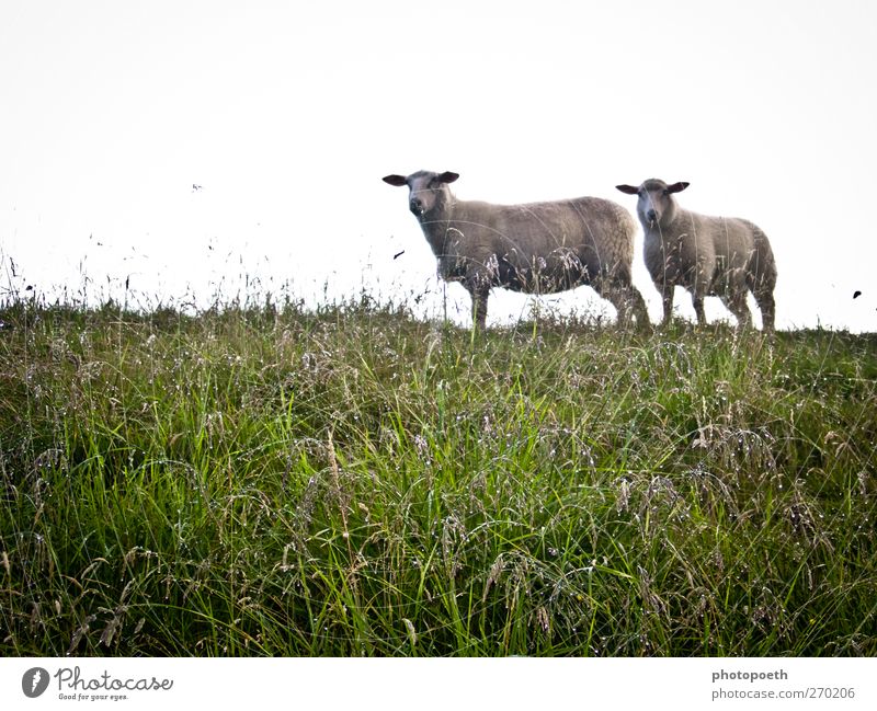Sheep, like watered poodles... Nature Drops of water Bad weather Rain Grass Meadow Animal Farm animal 2 Green Wet Colour photo Exterior shot Copy Space left