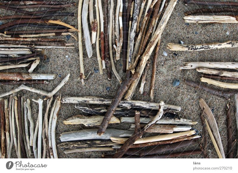 Hiddensee l Stock Photography Sand Beach Wood Brown Branch Twigs and branches Colour photo Exterior shot Detail Aerial photograph Pattern Structures and shapes