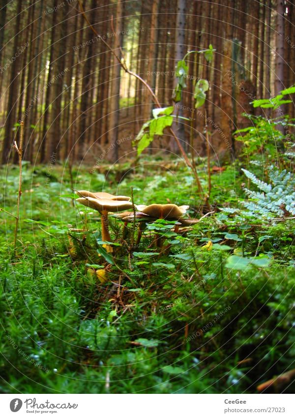 in the wood Forest Woodground Stick Autumn Tree Green Plant Mushroom weaving Tree trunk Nature Moss