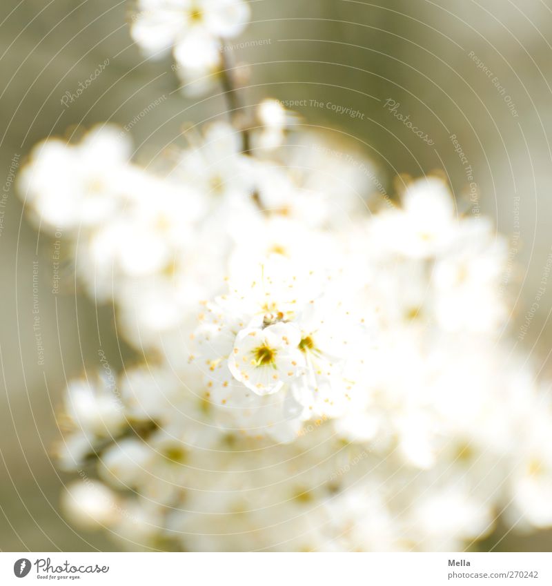 white Environment Nature Plant Spring Summer Bushes Blossom Blossoming Bright Beautiful Natural Green White Growth Colour photo Exterior shot Deserted Day Blur