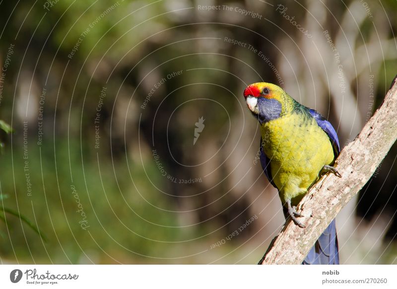 Australian Parakeet Nature Summer Park Animal Pet Wild animal Bird Wing Claw 1 Brash Cute Blue Multicoloured Yellow Gray Green Red Peaceful Colour photo