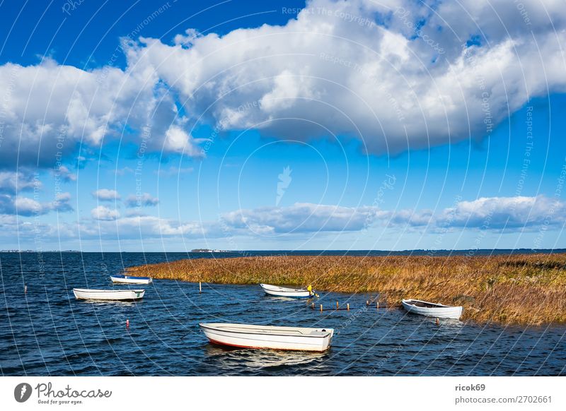 Boats on the Baltic Sea in Denmark Relaxation Vacation & Travel Tourism Nature Landscape Water Clouds Coast Harbour Watercraft Maritime Blue Yellow Idyll