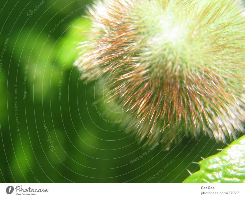 peony bulb Peony Bulb Blossom Plant Green Round Flower Nature Close-up Sphere Thorn Hair and hairstyles