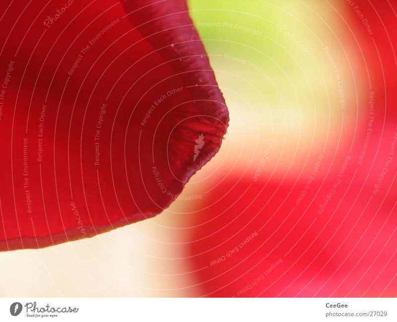 tulip Tulip Blossom Plant Green Red Blur Reflection Mirror image Flower Leaf Soft Progress Nature Close-up Smooth