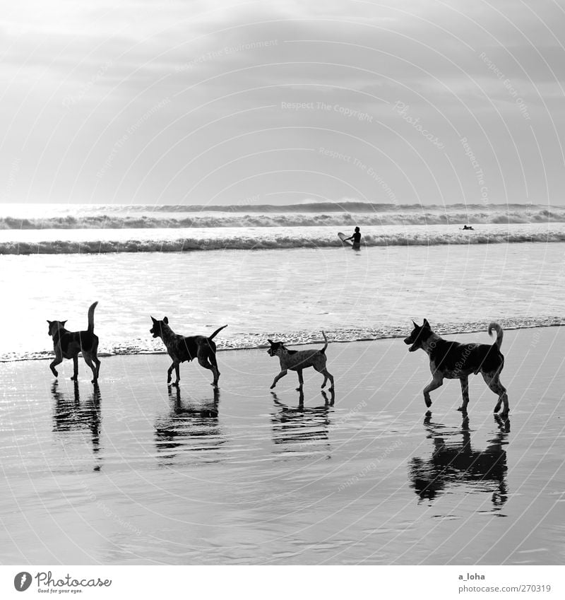 On the dog come Nature Landscape Sand Water Sky Horizon Summer Beautiful weather Waves Coast Beach Ocean Animal Pet Dog 4 Group of animals Pack Animal family