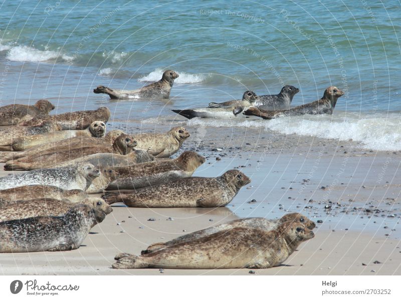 many grey seals lie on the beach and in the water on the dune of Helgoland Vacation & Travel Summer Environment Nature Animal Water Beautiful weather Coast