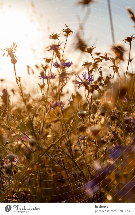Cornflowers against the light Environment Nature Landscape Plant Sun Summer Autumn Beautiful weather Warmth Flower Grass Blossom Wild plant Meadow Field Yellow