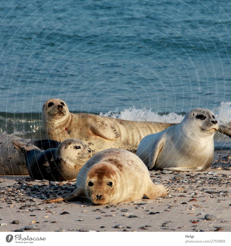 four seals lie in the evening sun on the beach on the dune of Helgoland Environment Nature Animal Water Summer Beautiful weather Coast Beach North Sea Island