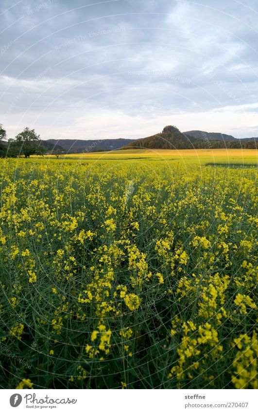 yellow submarine Nature Landscape Sky Plant Agricultural crop Canola Canola field Field Elbsandstone mountains Yellow Idyll Colour photo Multicoloured