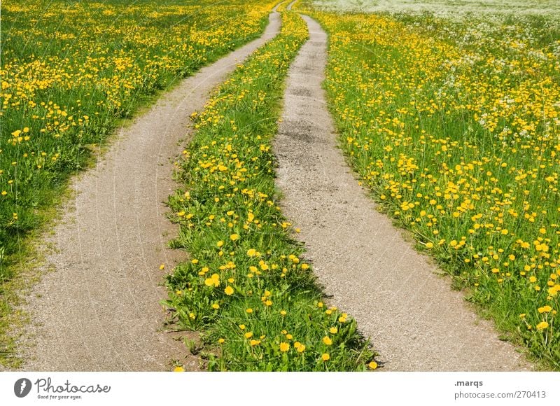 overland route Environment Nature Landscape Summer Beautiful weather Flower Dandelion field Meadow Transport Traffic infrastructure Street Lanes & trails Sign