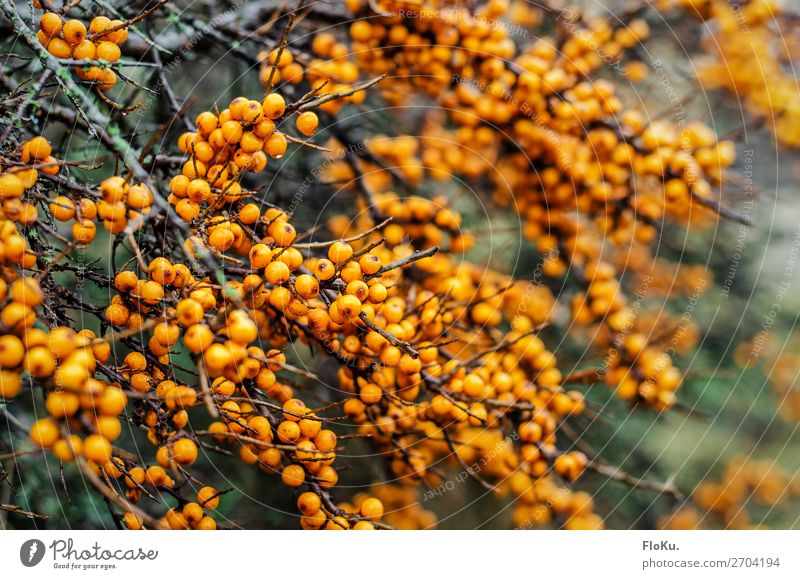 sea buckthorn Food Fruit Nutrition Organic produce Environment Nature Plant Bushes Natural Wild Orange Sallow thorn Berries Berry bushes Colour photo