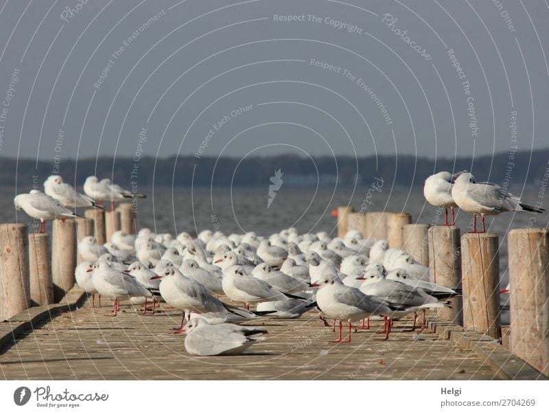 a flock of seagulls takes a break in the sunshine on a wooden jetty by the lake Environment Nature Landscape Animal Summer Lakeside Steinhuder Lake Bird Seagull