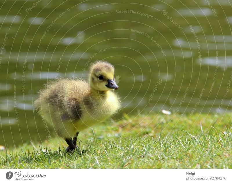 little fluffy gosling running through the grass at the lakeside Environment Nature Plant Animal Water Spring Beautiful weather Grass Park Pond Wild animal Bird