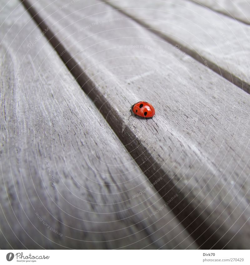 How far is the way ... Garden Table Garden table Environment Animal Spring Beetle Ladybird 1 Wood Crawl Beautiful Cute Gray Red Black Spring fever Loneliness