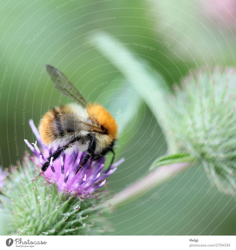 fluffy bumblebee looking for food on a purple thistle flower Environment Nature Plant Summer Flower Blossom Wild plant Meadow Animal Wild animal Bumble bee 1
