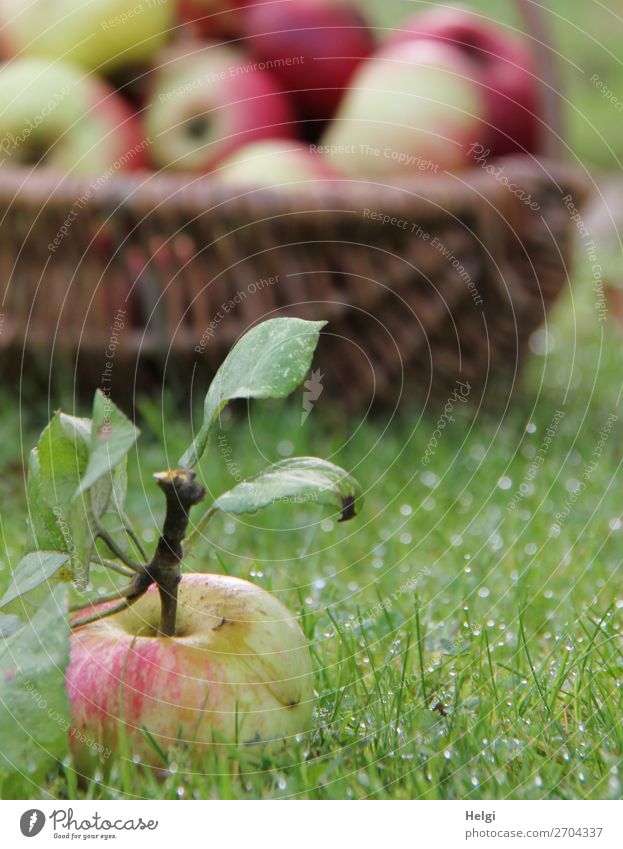 freshly picked apple with stalk and leaves lies in the wet grass, in the background a wicker basket with many apples Food Fruit Apple Nutrition Organic produce