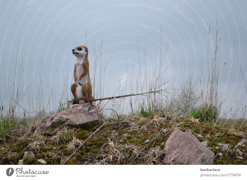People in sight!!! Nature Landscape Sky Grass Bushes Field Hill Rock Meerkat 1 Animal Stone Observe Looking Stand Tall Astute Joy Love of animals Timidity