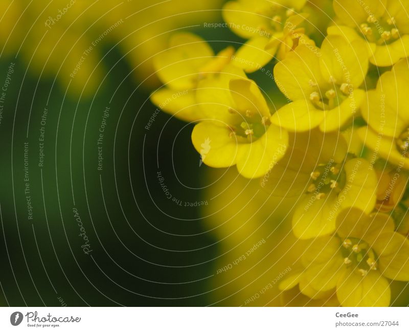 flowerage Plant Flower Blossom Yellow Small Graceful Macro (Extreme close-up) Close-up Nature brown