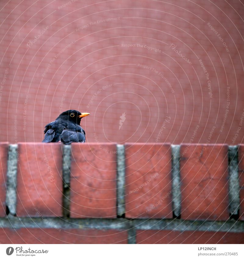 At the SEL Environment Wall (barrier) Wall (building) Animal Wild animal Bird 1 Observe Curiosity Red Freedom Brick Blackbird Colour photo Exterior shot