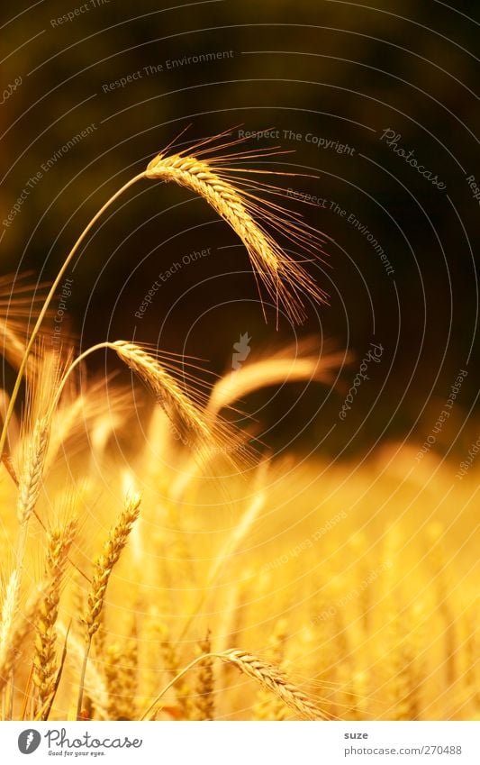 Got the spike Food Grain Organic produce Summer Environment Nature Landscape Plant Beautiful weather Agricultural crop Field Illuminate Growth Natural Yellow