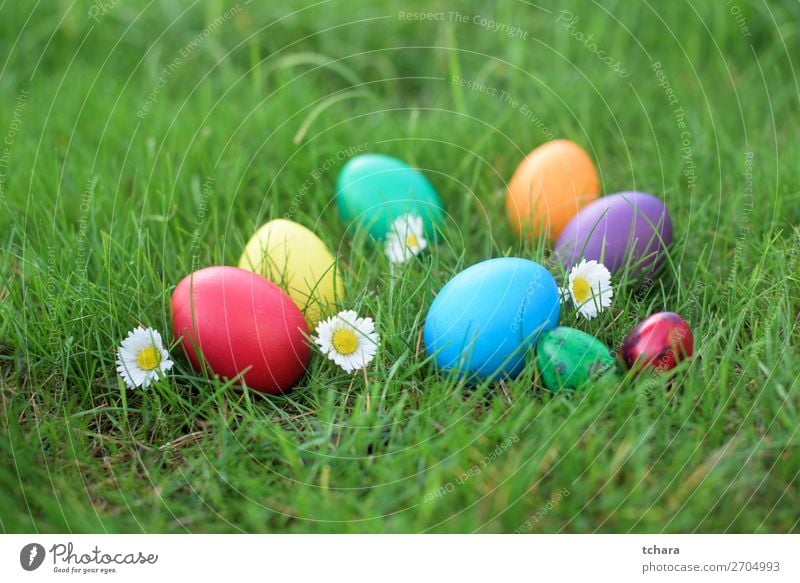 Colored Easter eggs in a grass Design Happy Beautiful Hunting Sun Decoration Feasts & Celebrations Group Nature Sky Flower Grass Meadow Bright Natural Cute Blue
