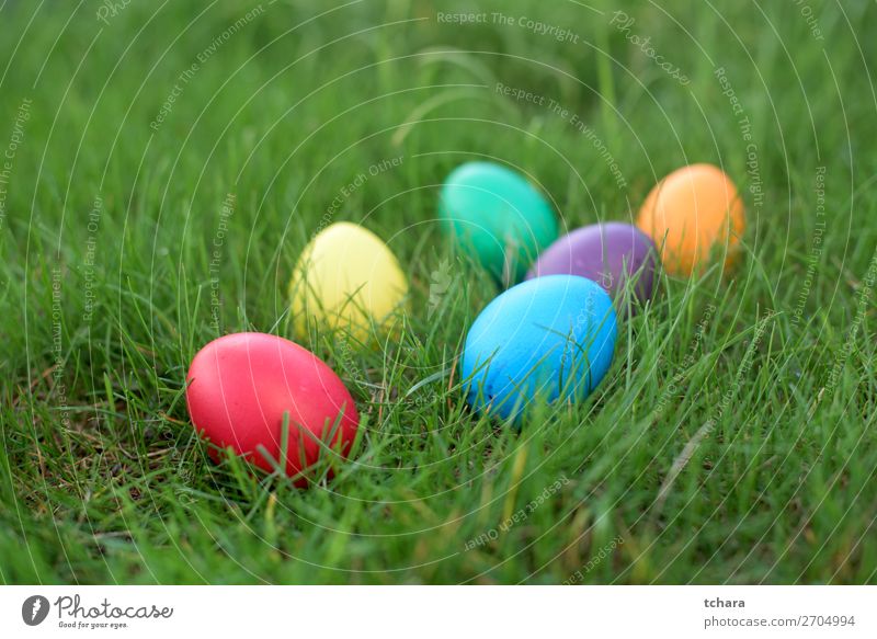 Easter hunt - colored hen eggs in a grass Design Happy Beautiful Hunting Sun Decoration Feasts & Celebrations Group Nature Sky Flower Grass Meadow Bright