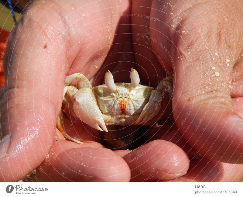 Little crab caught Animal Wild animal 1 Considerate Shrimp Captured To hold on Eyes Claw Beach Wary Smooth Safety (feeling of) Discover Living thing