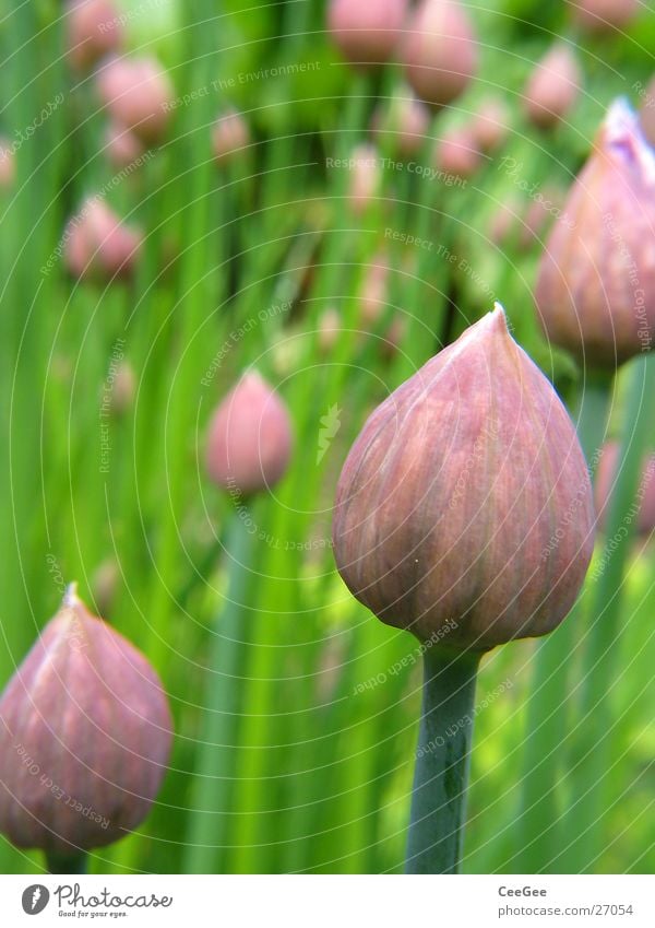 chives Chives Plant Green Herbs and spices Stalk Blossom Garden Nature Macro (Extreme close-up) Close-up Rod
