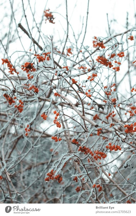 Red Berries Winter Snow Christmas & Advent Environment Nature Plant Tree Wild plant Bright Soft White Cold Frost Hawthorn Contrast Close-up Morning