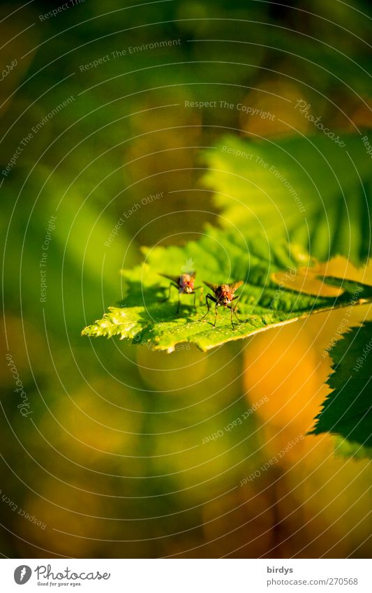 A lot is more beautiful in twos Nature Spring Summer Beautiful weather Plant Leaf Fly 2 Animal Pair of animals To enjoy Natural Positive Warmth Yellow Green