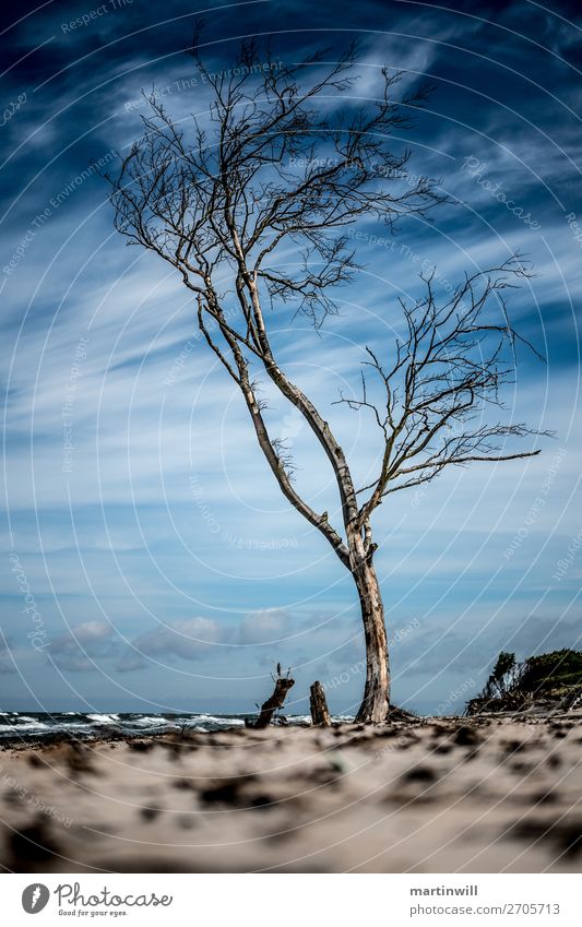 Lonely tree on the beach waiting for the next storm surge Vacation & Travel Tourism Trip Beach Ocean Nature Landscape Sky Clouds Climate Climate change Wind