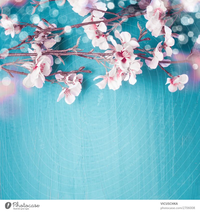 Cherry blossoms on turquoise with bokeh, spring background Style Design Feasts & Celebrations Nature Plant Spring Leaf Blossom Decoration Bouquet Turquoise