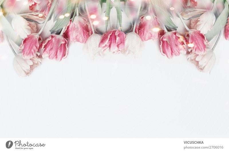 Pastel pink tulips on white background Style Design Decoration Feasts & Celebrations Valentine's Day Mother's Day Wedding Birthday Plant Spring Flower Tulip
