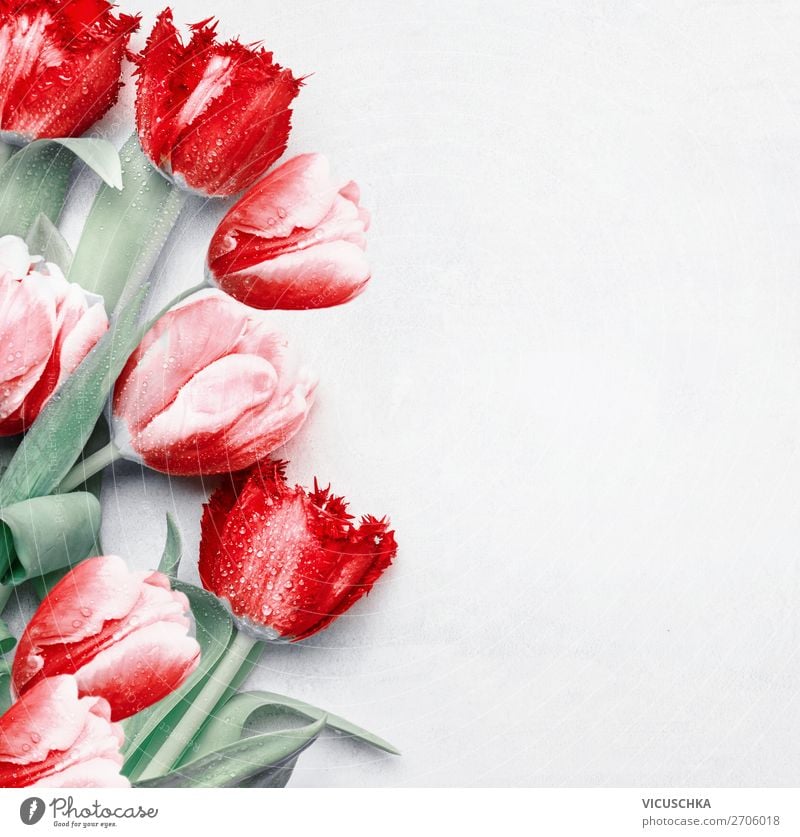 Red tulips background, top view. Festive spring flowers. Floral composing. Springtime holiday and greeting concept. Copy space for your design red festive
