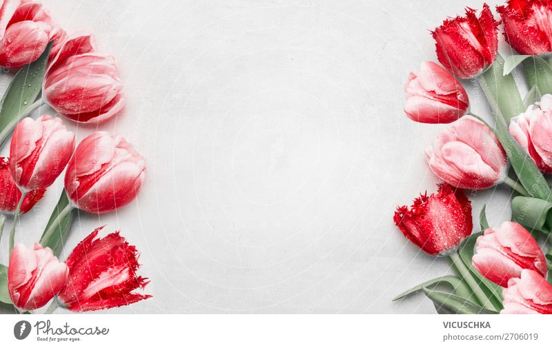 Red Tulips Background Frame Shopping Design Valentine's Day Mother's Day Birthday Nature Plant Spring Decoration Bouquet Background picture Composing Arranged