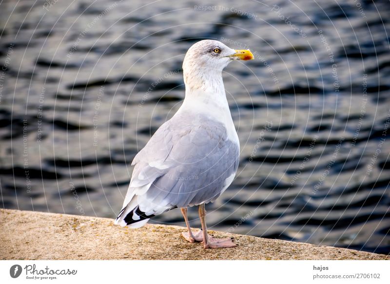 Silver Gull at the Pier at the Baltic Sea Animal Wild animal Bird 1 Stand Silvery gull Seagull Gray White stands looks Pride fauna Poland Colour photo