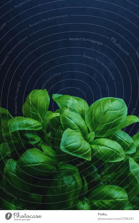 basil Food Lettuce Salad Herbs and spices Nutrition Eating Organic produce Vegetarian diet Italian Food Plant Leaf Fresh Delicious Natural Blue Green Basil