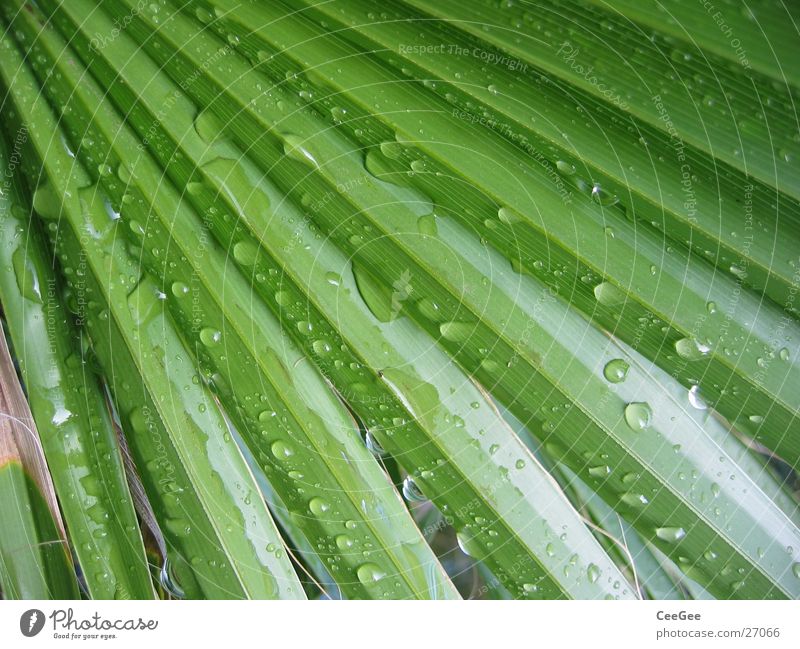After the rain Leaf Rain Palm tree Green Plant Water Nature Close-up Macro (Extreme close-up) Structures and shapes Line