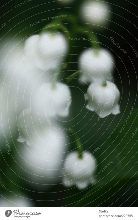 subtle lilies of the valley Lily of the valley Spring flower spring awakening Domestic wild flowers Nordic Spring impression Romance romantic