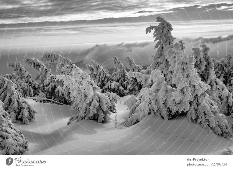 Winter landscape on the Brocken in the Harz Mountains Vacation & Travel Tourism Trip Adventure Far-off places Freedom Winter vacation Hiking Environment Nature