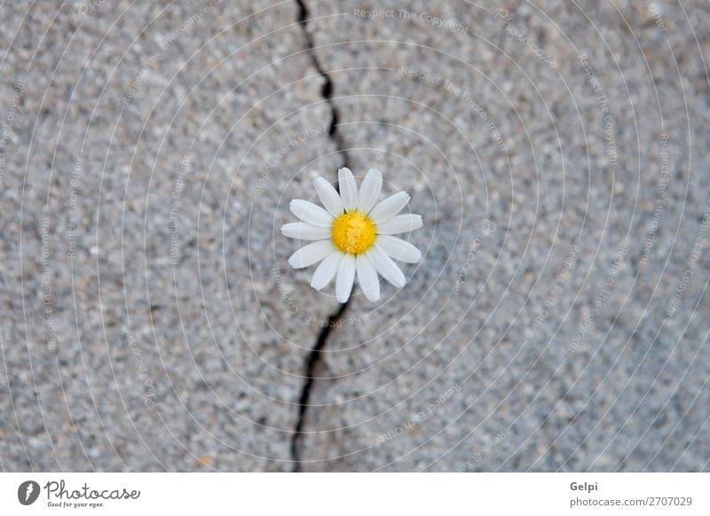 Daisy born from a crack in the asphalt Life Summer Environment Nature Plant Flower Street Concrete Old Growth Natural Strong Yellow Green Power Loneliness