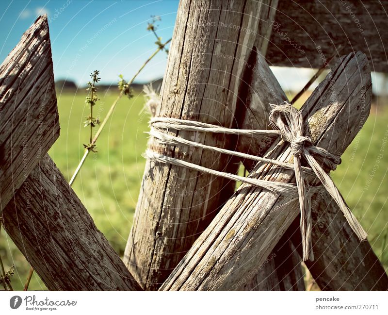 temporary Meadow Field Wood Attachment Fence Wooden stake String Allgäu Problem solving Chained up Colour photo Exterior shot Detail Sunlight